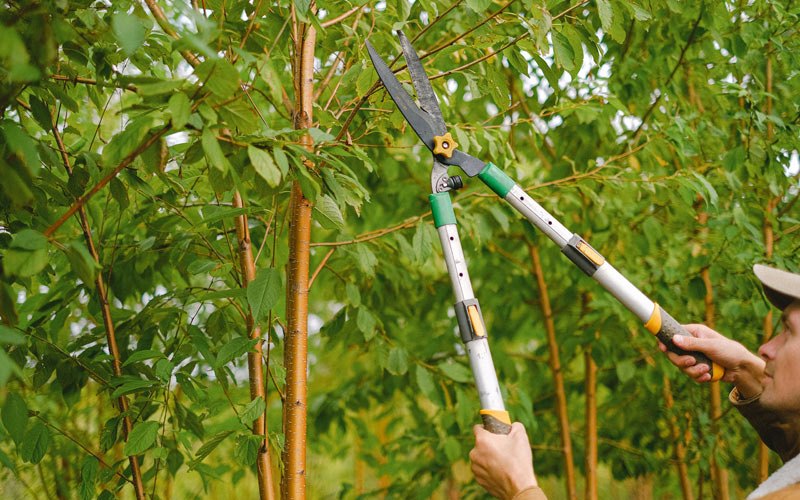 Tree trimming in Kuttawa, KY